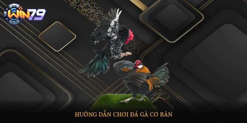 Hướng dẫn chơi đá gà cơ bản