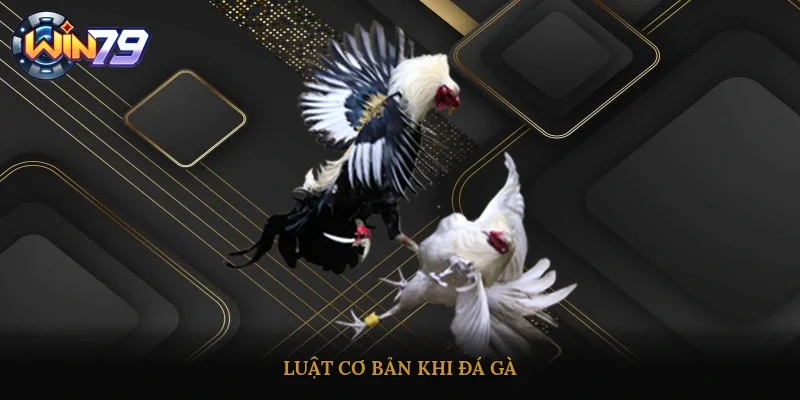 Luật cơ bản khi đá gà