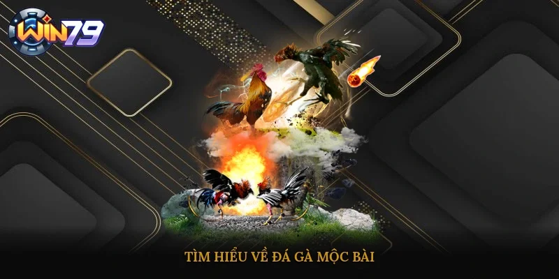 Tìm hiểu về đá gà mộc bài